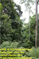 44183 26 012 Veruga Rainforest, Puerto Limon, Costa Rica, Central-Amerika 2022.jpg